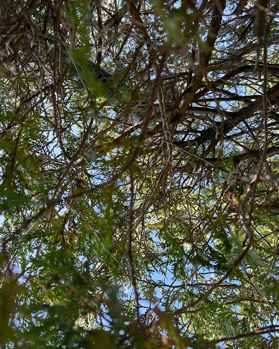 Rameaux d’un cèdre, ciel bleu entre les branches