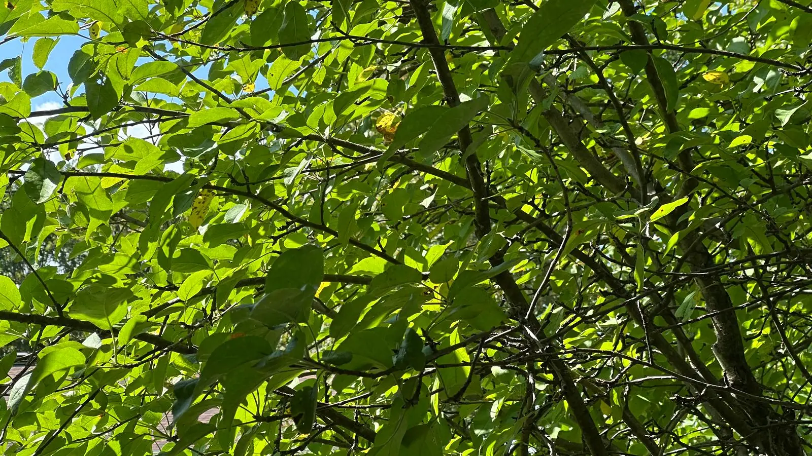 Feuillage d’un arbre en plein soleil, un coin de ciel bleu entre les branches